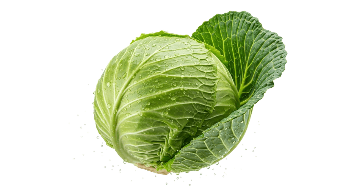 Fresh Cabbage